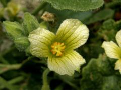 Tykvice stříkavá (Ecballium elaterium (L.) A. Rich.) - trojčetný květ