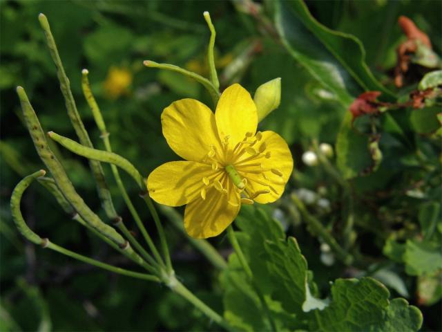 Vlaštovičník větší (Chelidonium majus L.) - pětičetný květ (1)