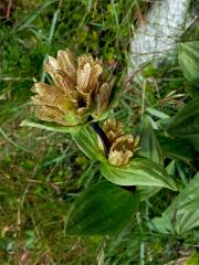 Hořec tečkovaný (Gentiana punctata L.)