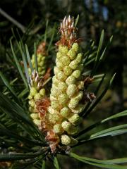 Borovice lesní (sosna) (Pinus sylvestris L.)