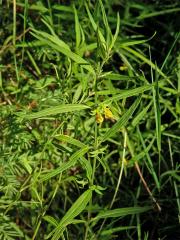 Černýš lesní (Melampyrum sylvaticum L.)