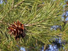 Borovice lesní (sosna) (Pinus sylvestris L.)