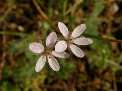 Pumpava obecná (rozpuková) (Erodium cicutarium (L.) L´Hér.) se světlými květy