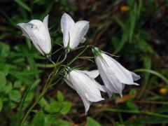 Zvonek okrouhlolistý (Campanula rotundifolia L.) se světlými květy (1)
