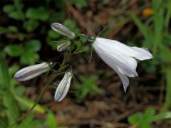 Zvonek okrouhlolistý (Campanula rotundifolia L.) se světlými květy (2)