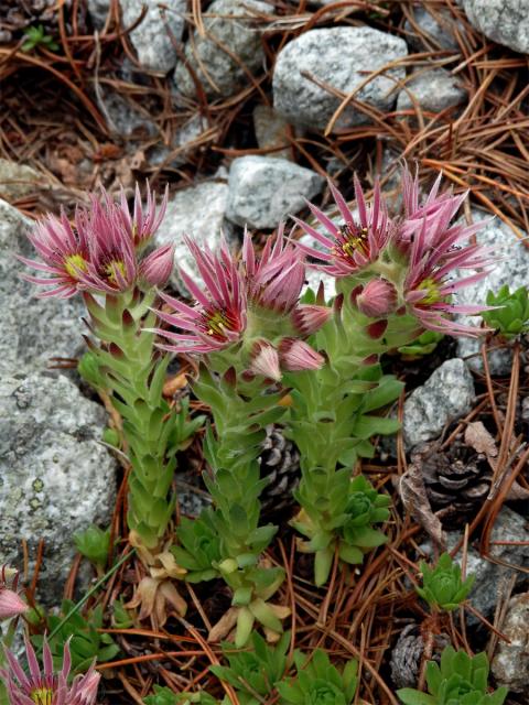 Netřesk horský (Sempervivum montanum L.)
