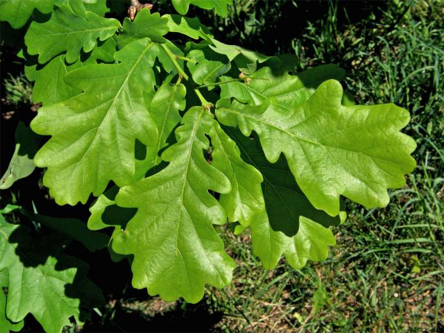 Dub letní (Quercus robur L.)
