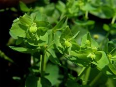 Pryšec okrouhlý (Euphorbia peplus L.)