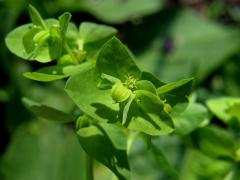 Pryšec okrouhlý (Euphorbia peplus L.)