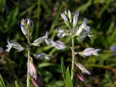 Vítod obecný (Polygala vulgaris L.) se světlými květy