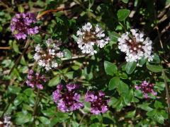 Mateřídouška ozdobná (Thymus pulcherrimus Schur in Fuss), světle zbarvené květy