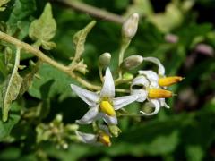 Lilek potměchuť (Solanum dulcamara L.) s bílými květy