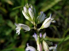 Vítod obecný (Polygala vulgaris L.) se světlými květy