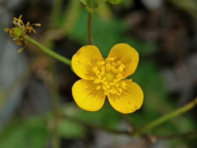 Pryskyřník (Ranunculus L.) - čtyřčetný květ (4)