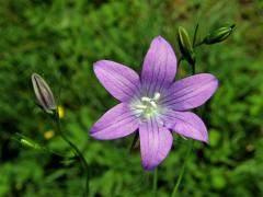 Zvonek rozkladitý (Campanula patula L.) - šestičetný květ (2)