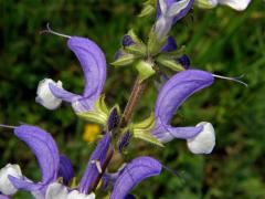 Šalvěj luční (Salvia pratensis L.) s květy modrobílými