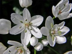 Česnek (Allium neapolitanum Cirillo)