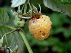 Ostružiník maliník (Rubus idaeus L.)