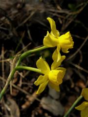 Narcis (Narcissus assoanus Dufour)