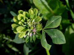 Jetal luční (Trifolium pratense L.) - proliferace (1)