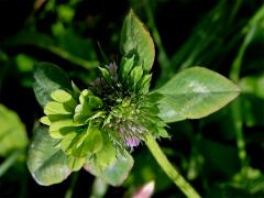 Jetal luční (Trifolium pratense L.) - proliferace (2)