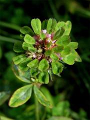 Jetal luční (Trifolium pratense L.) - proliferace (3)