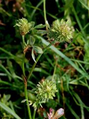 Jetal luční (Trifolium pratense L.) - proliferace (4)