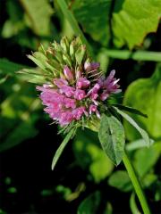 Jetal luční (Trifolium pratense L.) - proliferace (5)