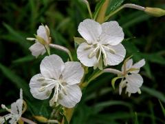 Vrbovka úzkolistá (Epilobium angustifolium L.) s bílými květy