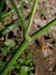 Pryskyřník kosmatý (Ranunculus lanuginosus L.)