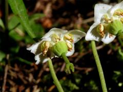 Jednokvítek velekvětý (Moneses uniflora (L.) A. Gray)