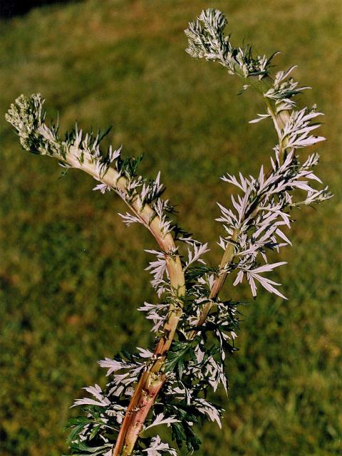 Fasciace stonku pelyňku černobýlu (Artemisia vulgaris L.) (1)