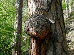 Tumor na borovici lesní (Pinus sylvestris L.) (1b)
