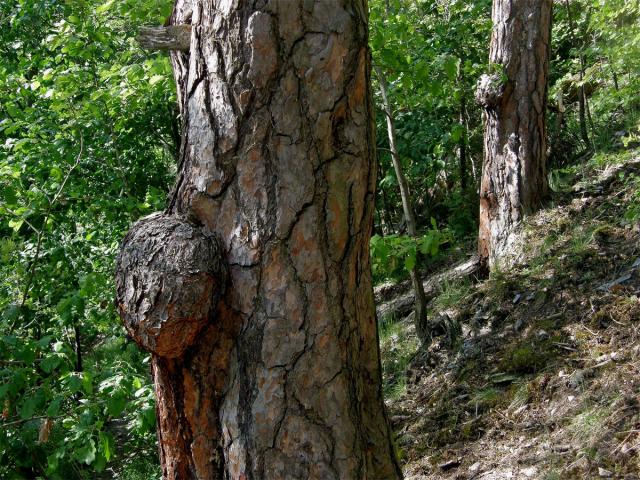 Tumor na borovici lesní (Pinus sylvestris L.) (2)