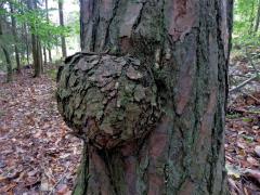 Tumor na borovici lesní (Pinus sylvestris L.) (3)