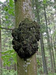 Nádor na buku lesním (Fagus sylvatica L.) (3)