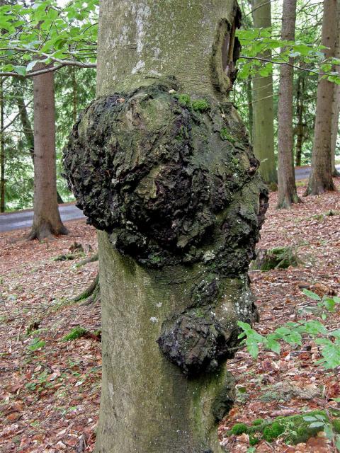 Nádor na buku lesním (Fagus sylvatica L.) (4)