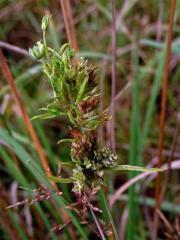 Proliferace lipnicovitých (Poaceae)