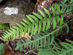 Osladič obecný (Polypodium vulgare L.)