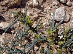 Chřest (Asparagus stipularis Forssk.)   