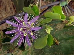 Čeleď: Mučenkovité (Passifloraceae Juss. ex Kunth.)