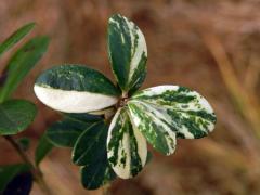 Brusnice brusinka (Vaccinium vitis-idaea L.) s panašovanými listy (1)