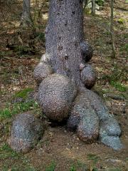 Smrk ztepilý (Picea abies (L.) Karsten) (6a) s četnými nádory na kmeni