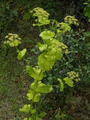 Tromín (Smyrnium conatum Boiss. et Kotschy)