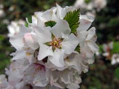 Višeň chlupatá (Prunus tomentosa Thunb.)