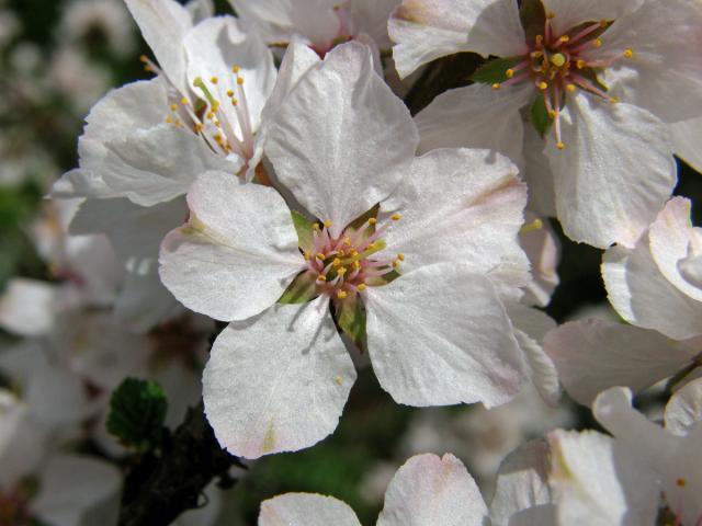 Višeň chlupatá (Prunus tomentosa Thunb.)