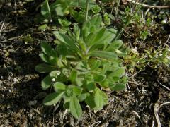 Huseníček rolní (Arabidopsis thaliana (L.) Heynh.)