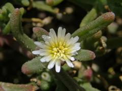 Kosmatec uzlokvětý (Mesembryanthemum nodiflorum L.)
