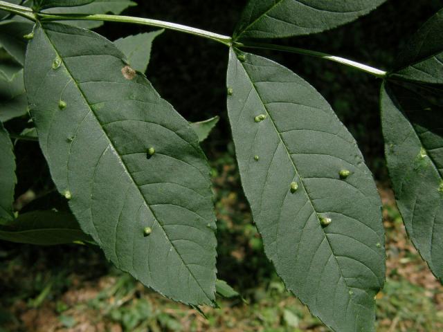 Hálky vlnovníka (Aceria fraxini)