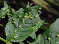 Hálky vlnovníka (Aceria fraxini)